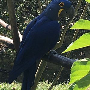 Hyacinth Macaw (Anodorhynchus hyacinthinus)