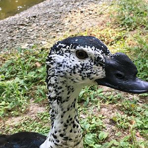 African Comb Duck (Sarkidiornis melanotos)