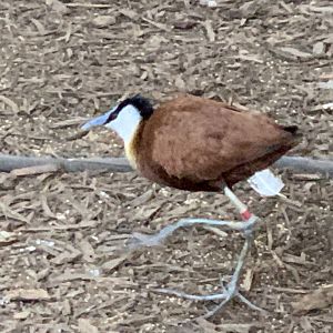African Jacana (Actophilornis africanus)