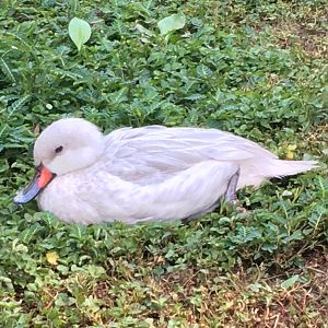 White-Cheeked Pintail (Anas bahamensis) silver form