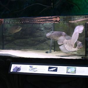 Aquarium Leporinus - gar - gourami and river stingray