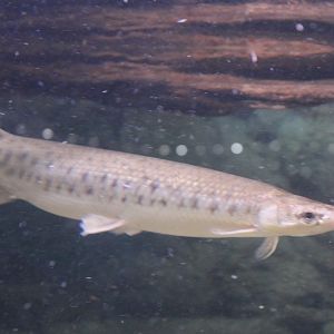 Spotted gar - Lepisosteus oculatus