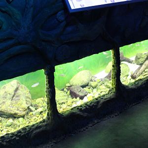 Asian River Aquarium