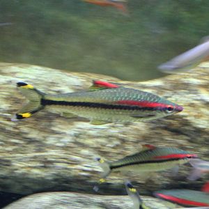 Red-line torpedo barb - Sahydria denisonii