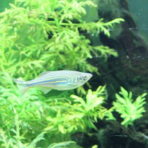 Giant danio - Devario malabaricus