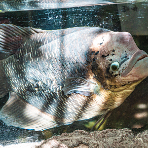 Flesh the male Jumbo Gourami