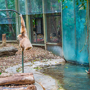 Lenny the male Lar Gibbon & Bucky the male Sulawesi Babirusa