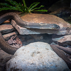 Mr. Dangernoodle the male Monocled Cobra