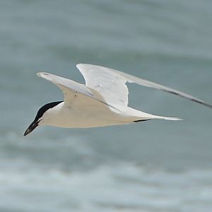 Roseate tern (?)
