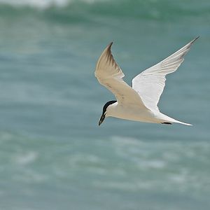Roseate tern 1 (?)