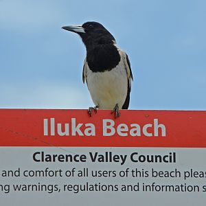 Pied butcherbird on guard!