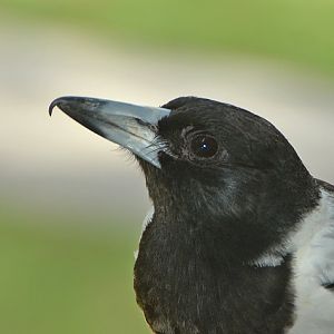 Pied butcherbird close-up.