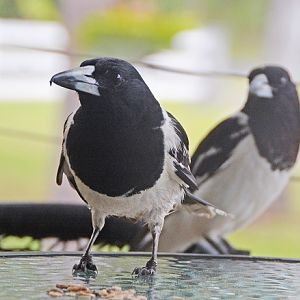 Pied butcherbirds