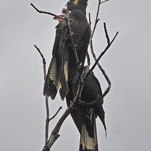 Yellow-tailed black cockatoos after rain.