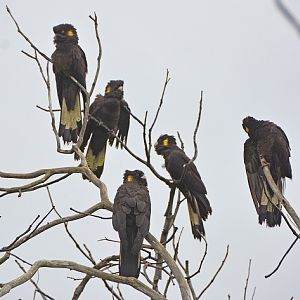 Bedraggled yellow - tailed black cockatoos, after rain.