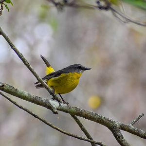 Eastern Yellow Robin (Eopsaltria australis)