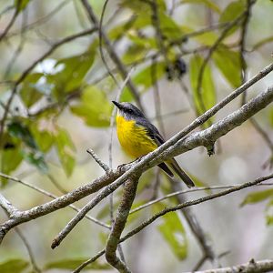 Eastern Yellow Robin (Eopsaltria australis)