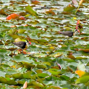 Comb-crested Jacanas (Irediparra gallinacea)