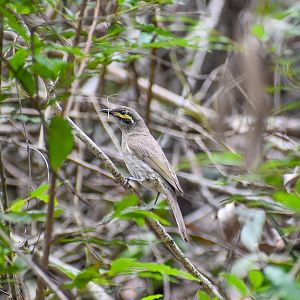 Yellow-faced Honeyeater (Caligavis chrysops)