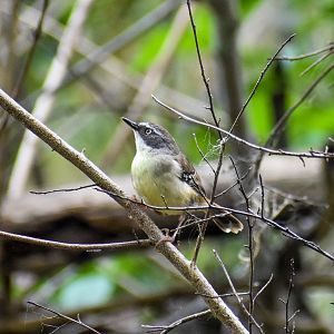 White-browed Scrubwren (Sericornis frontalis)