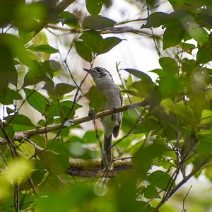 White-eared Monarch (Carterornis leucotis)