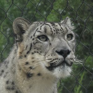 Snow Leopard, Snow Leopard Pass - Sep. 2020