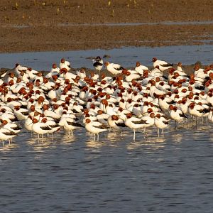 Red-necked Avocets