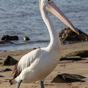 Australian Pelican