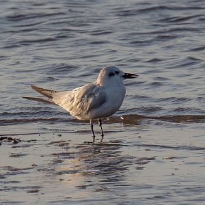 Gull-billed Tern juvenile