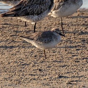 Red Knot