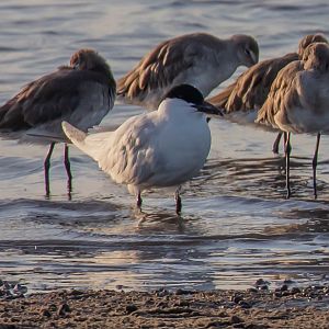 Gull-billed Tern