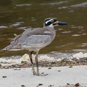 Beach Stone-curlew