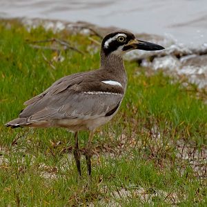Beach Stone-curlew