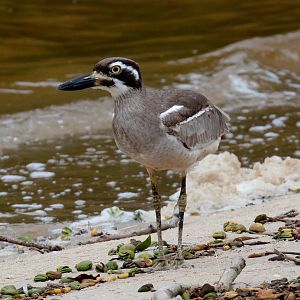 Beach Stone-curlew