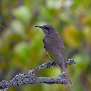 Brown Honeyeater