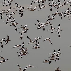 Red-necked Avocet