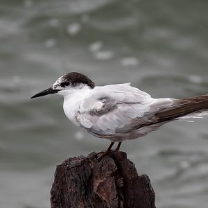 Common Tern non-breeding
