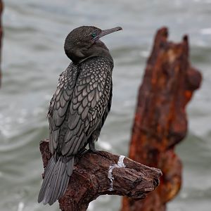 Little Black Cormorant