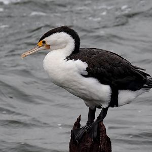 Pied Cormorant