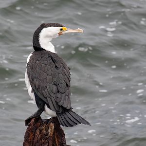 Pied Cormorant