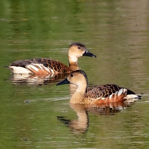 Wandering Whistle-ducks