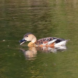 Wandering Whistle-duck