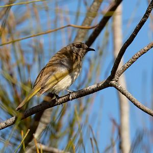 Brown Honeyeater
