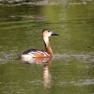 Wandering Whistle-duck