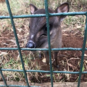 Blue Duiker (Philantomba monticola)