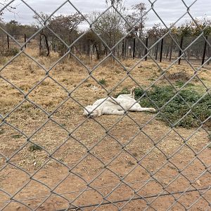 Snow Morph Tiger (Panthera tigris)