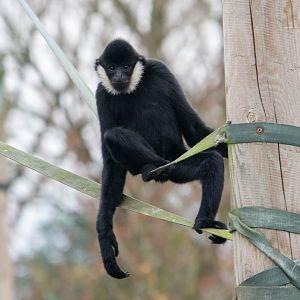 Northern White-Cheeked Gibbon