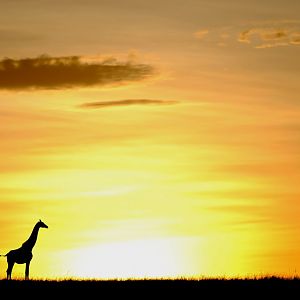 Giraffe at sunrise