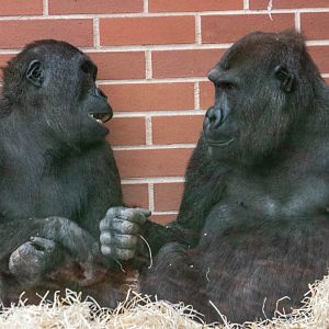 Brothers Lope and Shufai