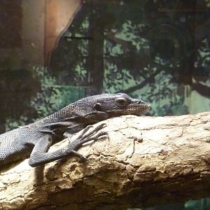 Black tree monitor (or so I think)